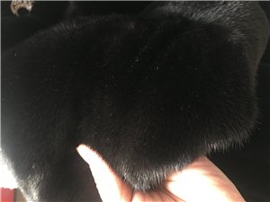 本人有一件貂质量绝对好毛毛特别厚实，同城的可以试穿
有意者请联系我电话15354746333微信同...